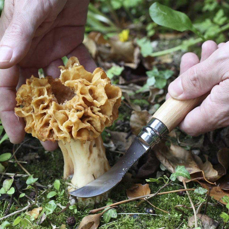 Couteau à champignons avec brosse et gaine, couteau de recherche