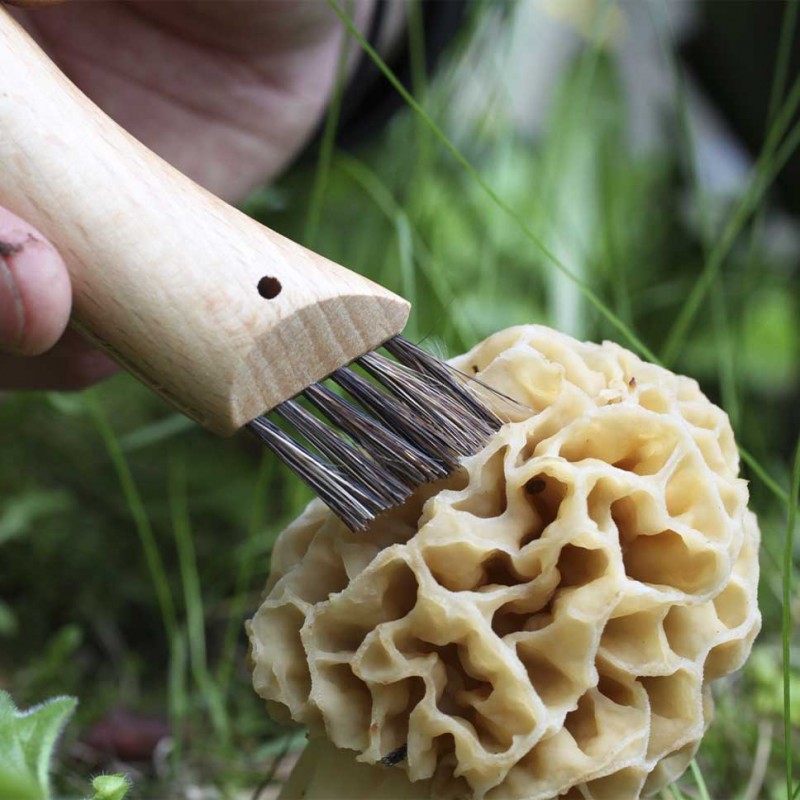 Couteau à Champignon Bois de Rose