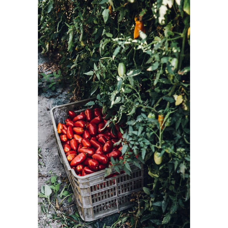 Concentré de Tomates San Marzano n°2 400 g - Il Pomodoro Più Buono