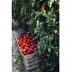 Tomates Datterini Non Pelées 400 g  - Il Pomodoro Più Buono