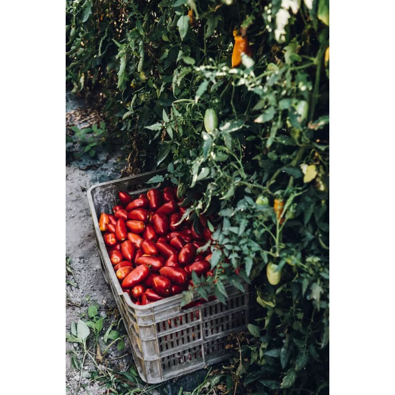 Tomates Datterini Non Pelées 400 g - Il Pomodoro Più Buono