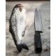 Wasabi Black Yanagiba Couteau à sushi/sashimi 24 cm - Kai