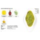 Simplissime Sauces - Hachette